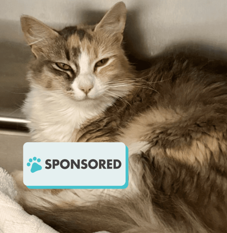 Sakuna - Domestic Medium Hair cat available for adoption in Calgary