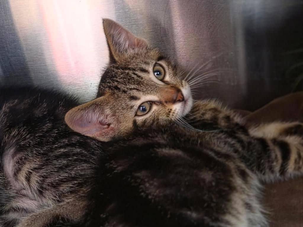 Whimsy - Domestic Short Hair cat available for adoption in Calgary