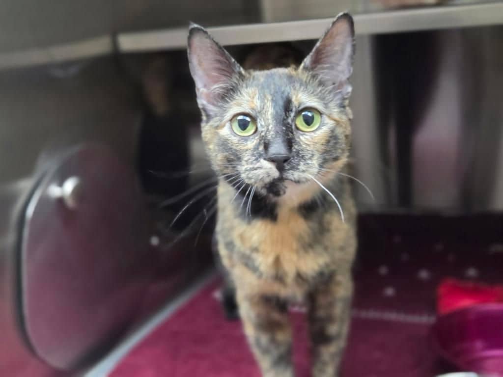 Rainbow Brite - Domestic Short Hair cat available for adoption in Calgary