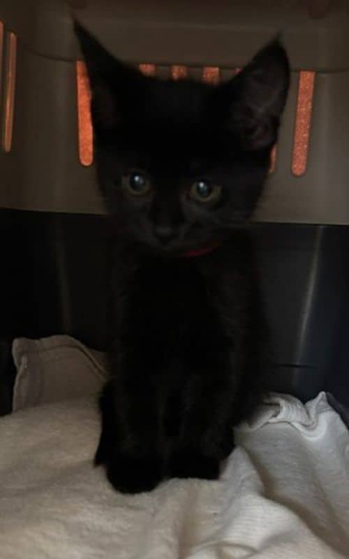 Shirley Temple - Domestic Short Hair cat available for adoption in Calgary
