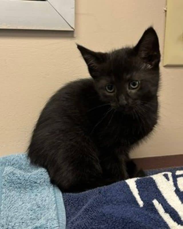 Judy Garland - Domestic Short Hair cat available for adoption in Calgary