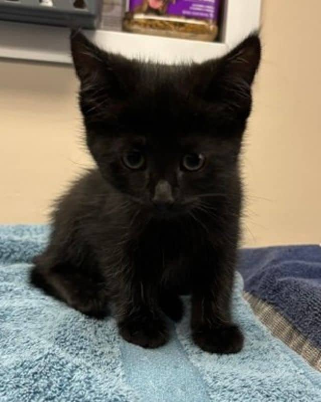 Charlie Chaplin - Domestic Short Hair cat available for adoption in Calgary
