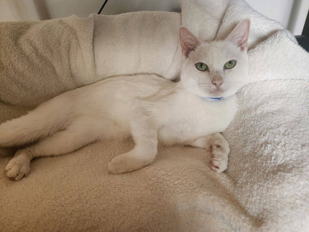 Butter - Domestic Short Hair cat available for adoption in Calgary
