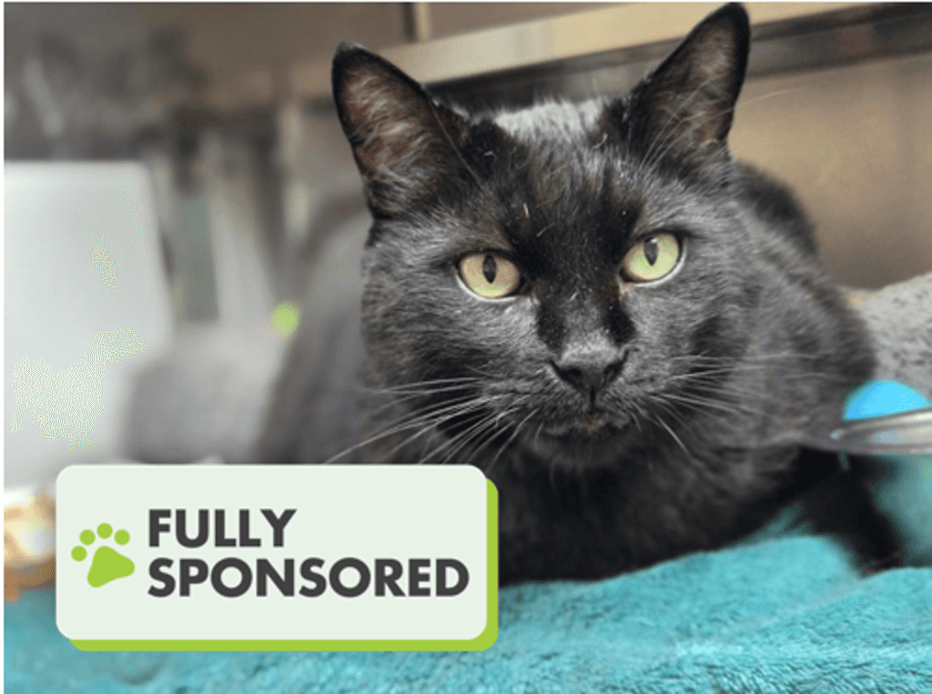 Snickers - Domestic Short Hair available for adoption