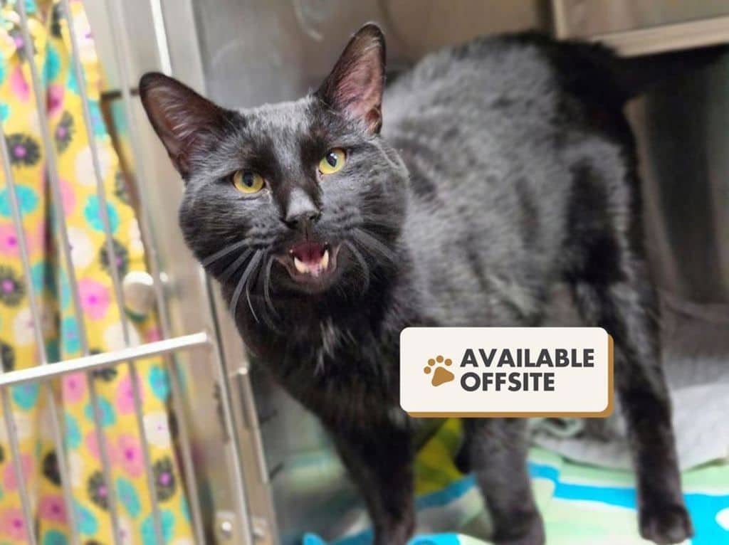 Cleffa - Domestic Short Hair available for adoption