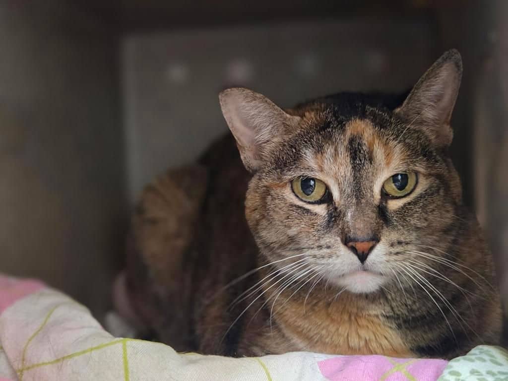 Kishka - Domestic Short Hair available for adoption