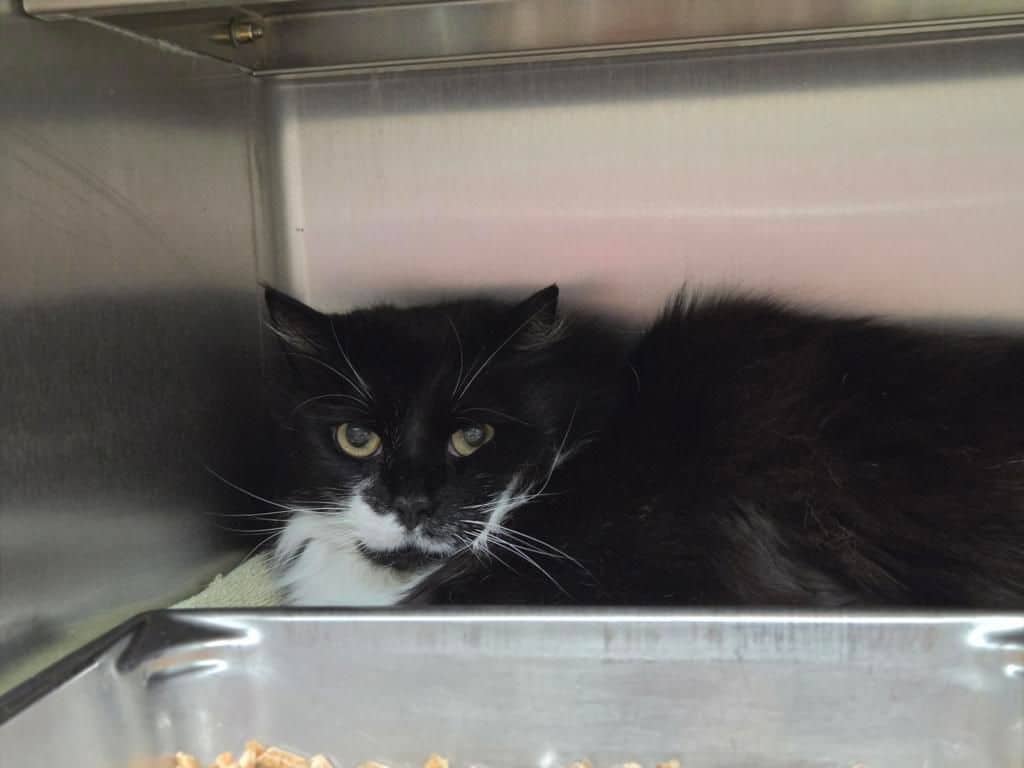 John Wesley - Domestic Long Hair available for adoption