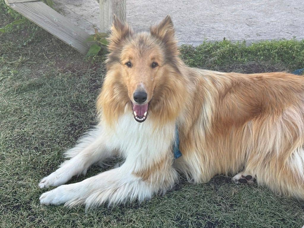 Jacques - Collie available for adoption in Alberta
