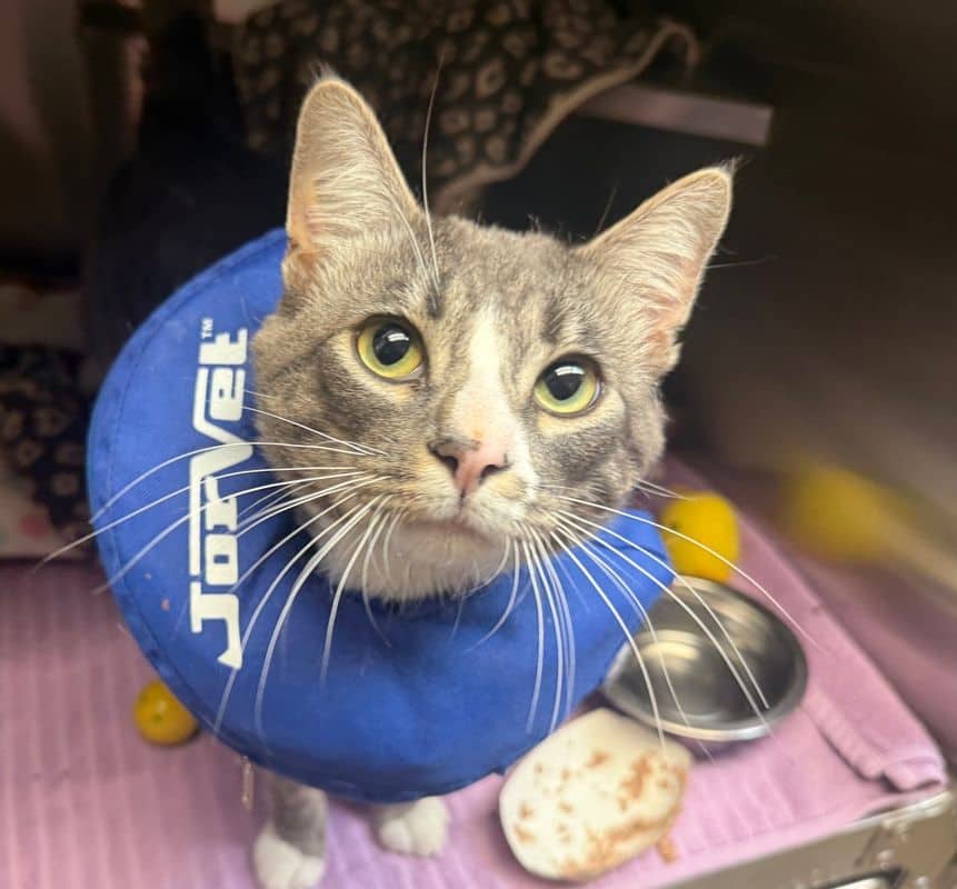 Troy - Domestic Short Hair cat available for adoption in Alberta
