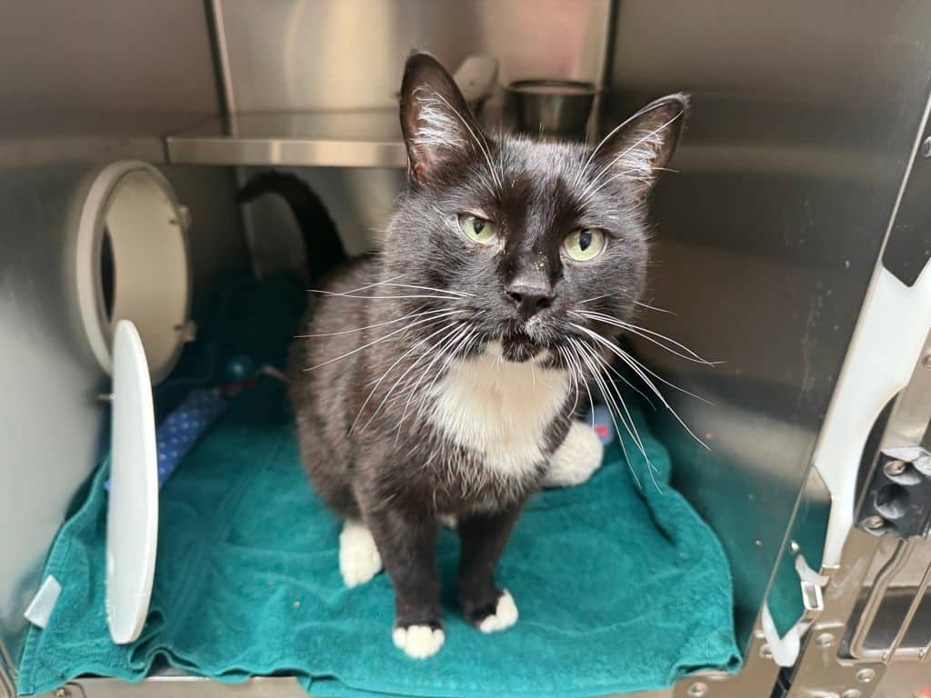 Chateau - Domestic Short Hair available for adoption