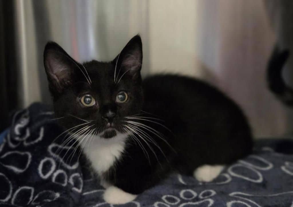 Ravioli - Domestic Short Hair available for adoption