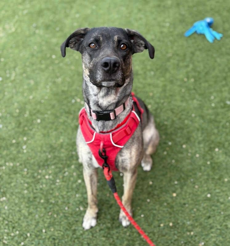 Hiley - German Shepherd - American Pit Bull Terrier available for adoption in Alberta