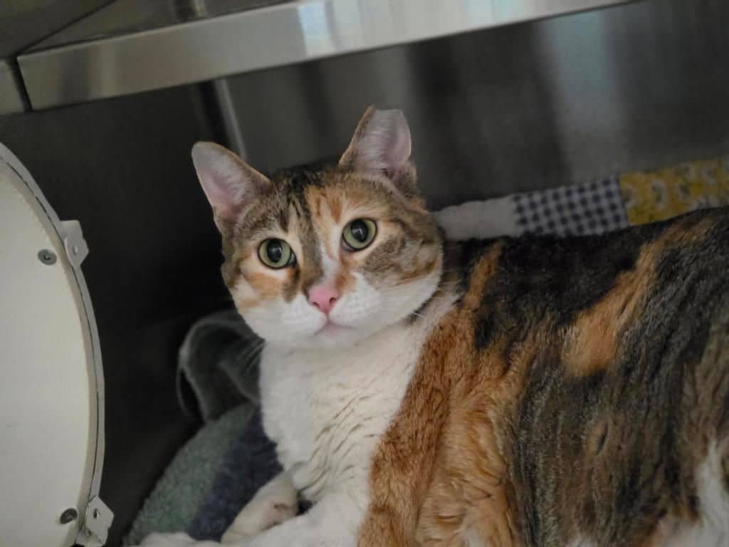 Lucy - Domestic Short Hair cat available for adoption in Alberta