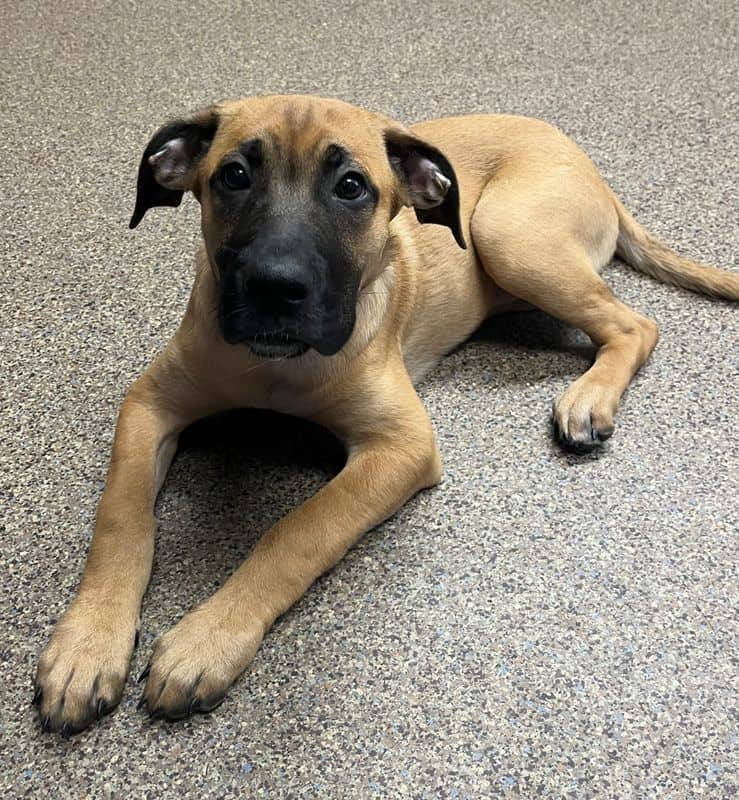 Lady - Bullmastiff available for adoption in Alberta
