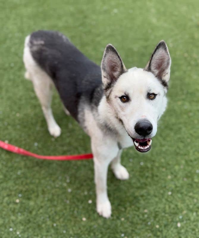 Aspen - Siberian Husky available for adoption in Alberta