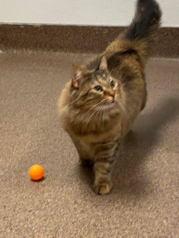 Jinx - Domestic Long Hair available for adoption