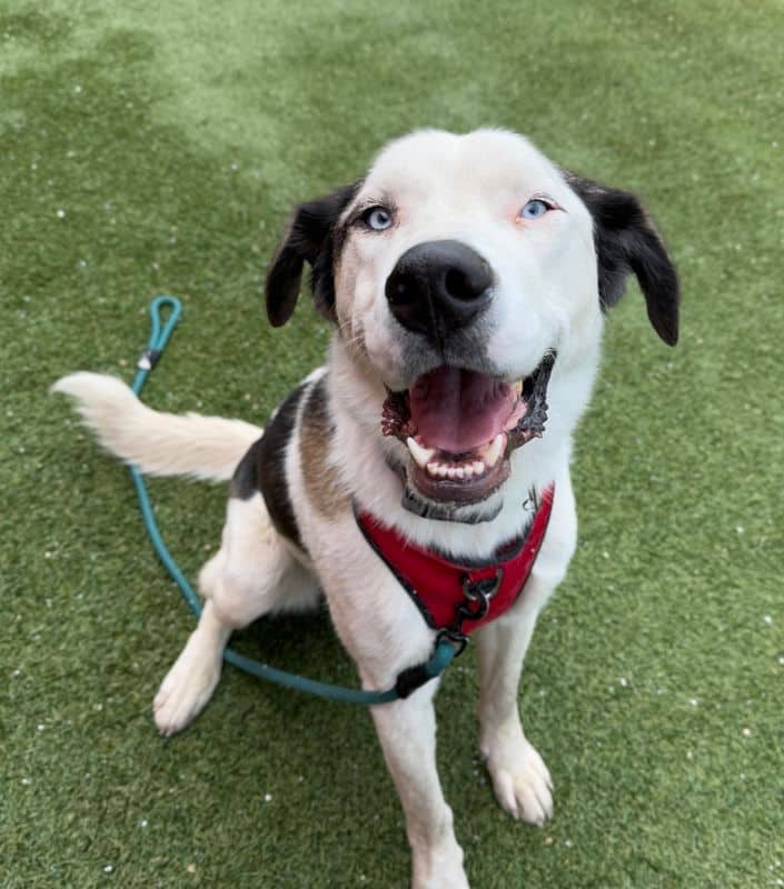 Summit - Large Cross Breed available for adoption in Alberta