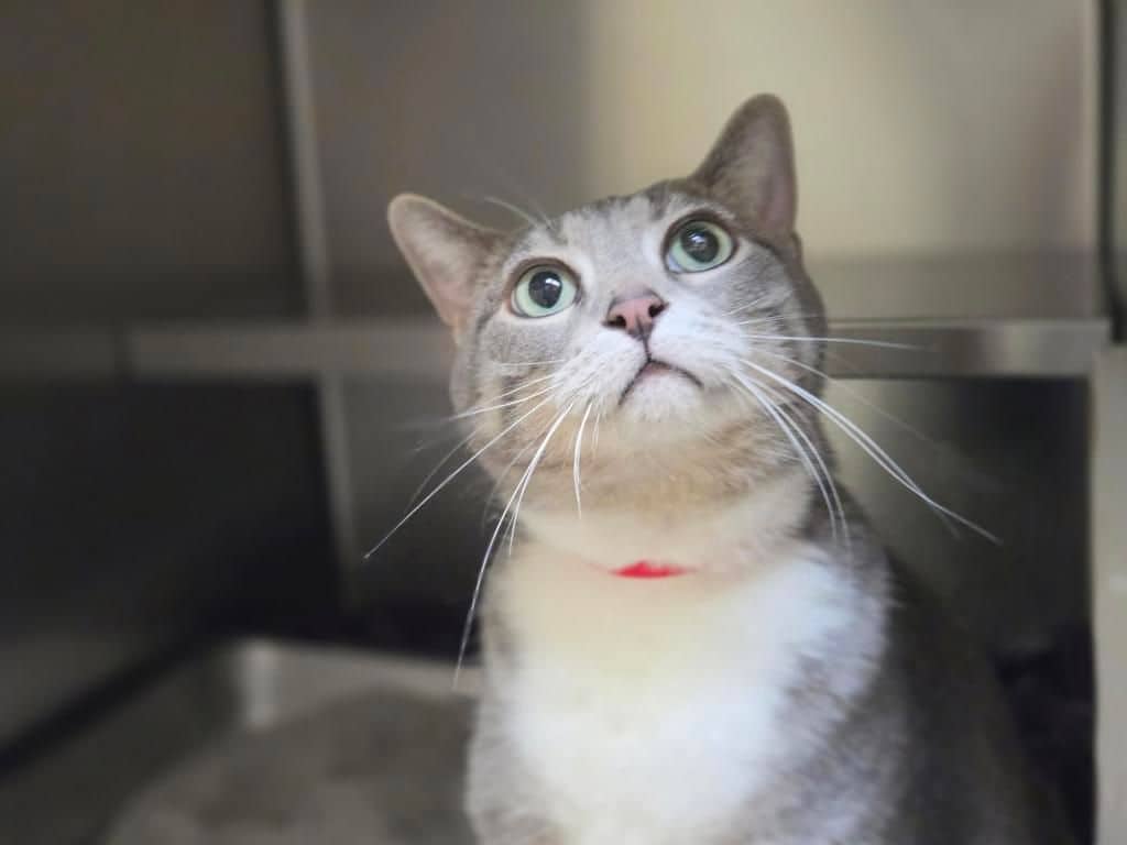 Miley - Domestic Short Hair cat available for adoption in Alberta