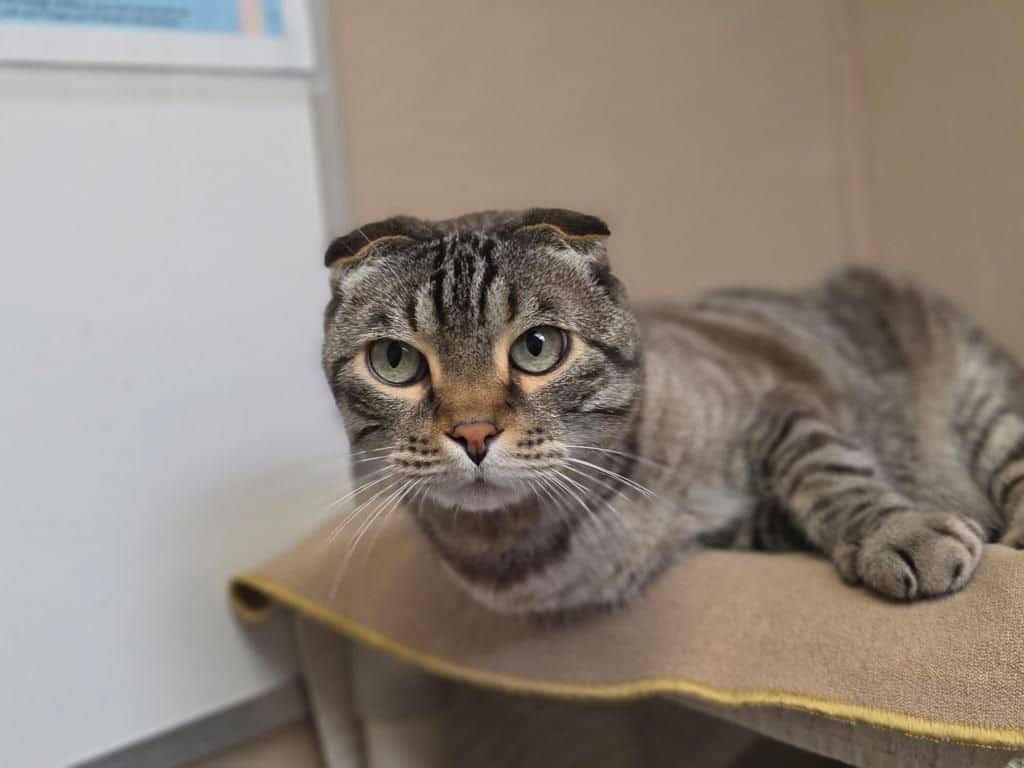 Cattitude: Maximus - Scottish Fold cat available for adoption in Alberta