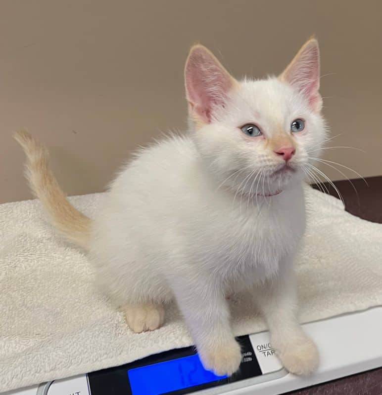 Mj - Domestic Short Hair available for adoption
