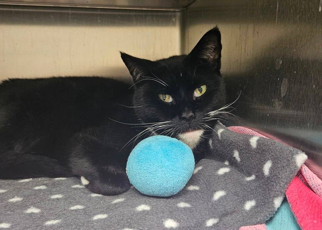 Encore - Domestic Short Hair available for adoption