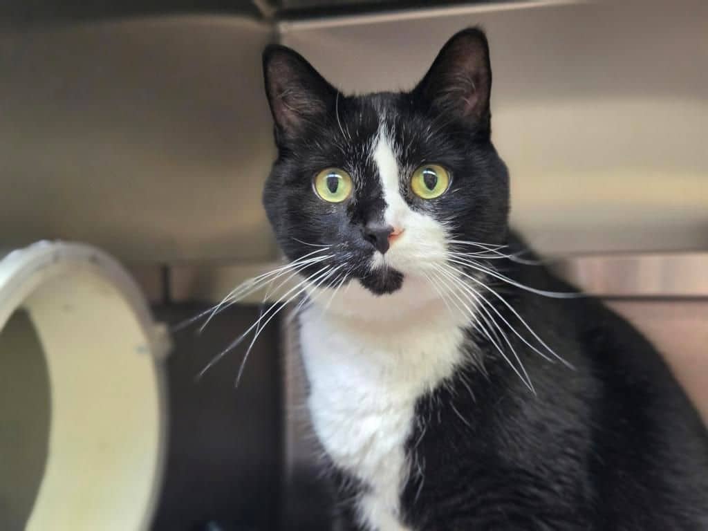 Oscar - Domestic Short Hair cat available for adoption in Alberta