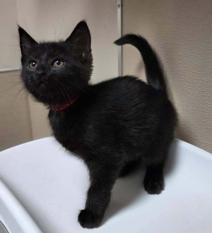 Judy Garland - Domestic Short Hair available for adoption