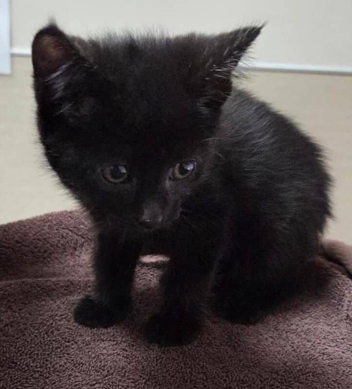 Shirley Temple - Domestic Short Hair available for adoption