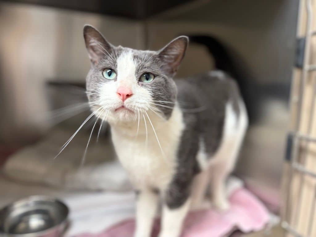 Pichu - Domestic Short Hair available for adoption