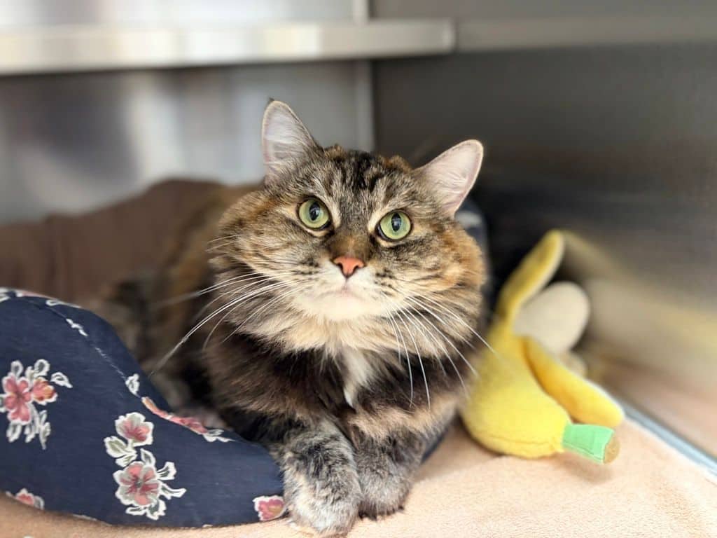 Cleo - Domestic Long Hair cat available for adoption in Alberta
