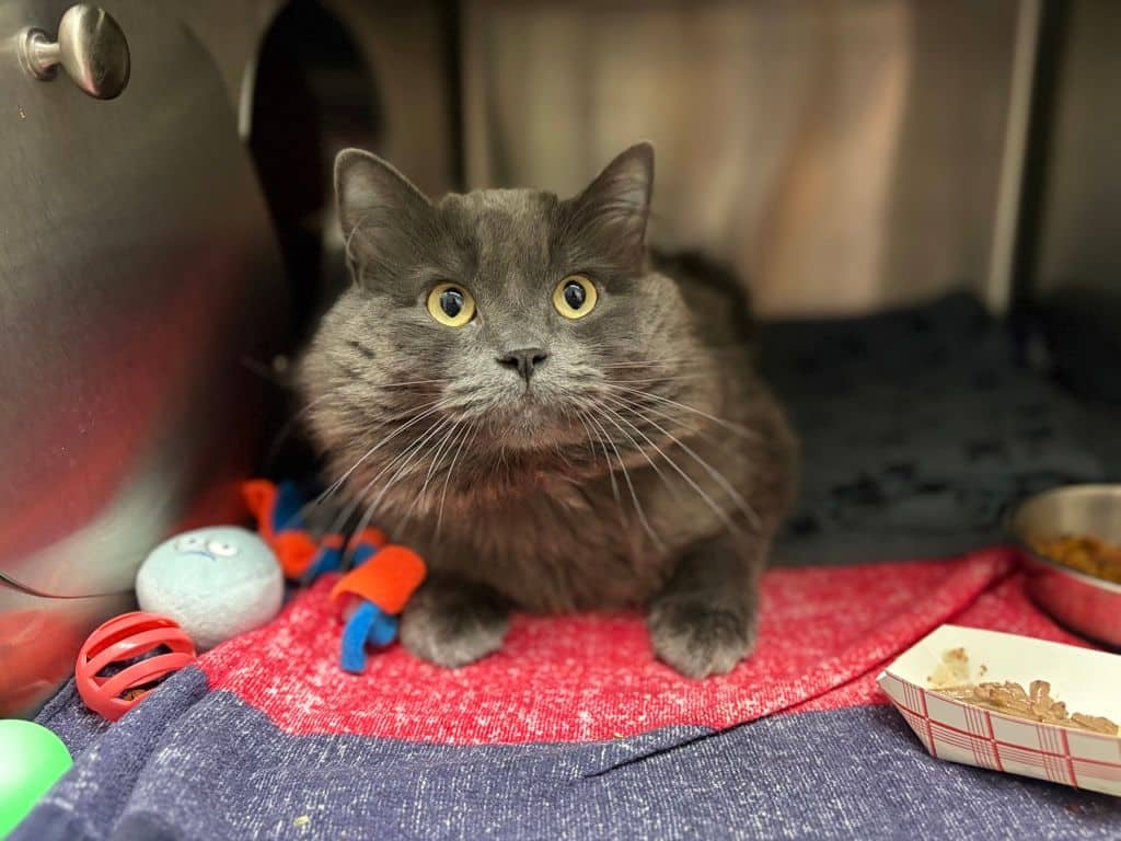 Benny - Domestic Long Hair cat available for adoption in Alberta
