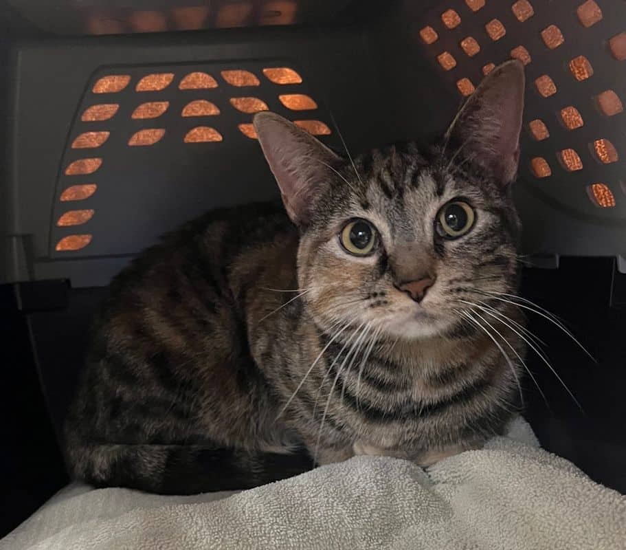 Nyla - Domestic Short Hair cat available for adoption in Alberta