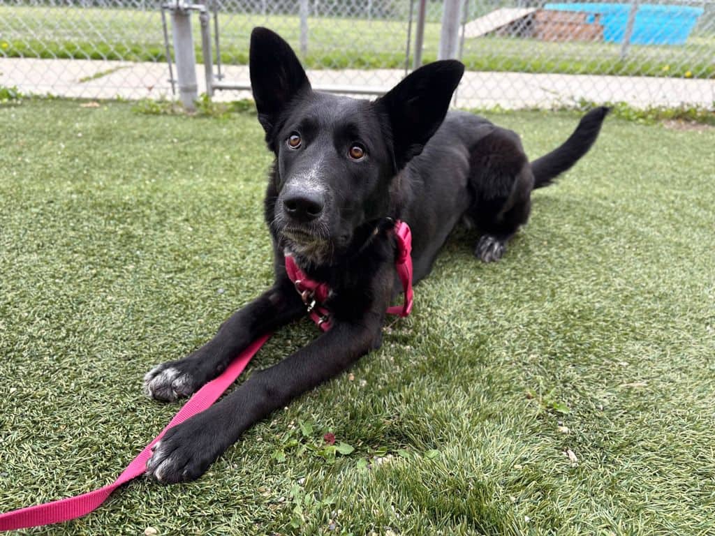 Sabrina - Shepherd available for adoption