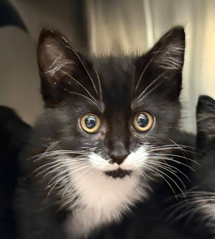 Moondancer - Domestic Medium Hair available for adoption