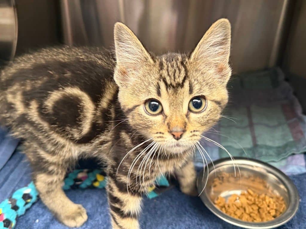 Guernica - Domestic Short Hair cat available for adoption at Edmonton Humane Society in Calgary (1 of 4)
