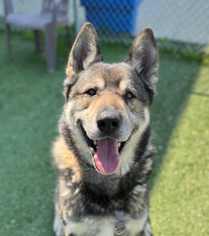 Maddox - Siberian Husky - German Shepherd available for adoption