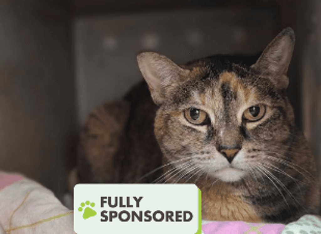 Kishka - Domestic Short Hair available for adoption