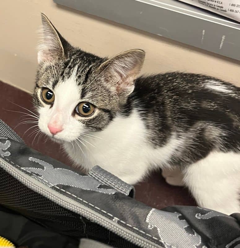 Granola - Domestic Short Hair cat available for adoption in Alberta