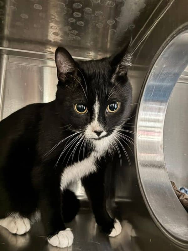 Bishop - Domestic Short Hair cat available for adoption at Edmonton Humane Society in Edmonton