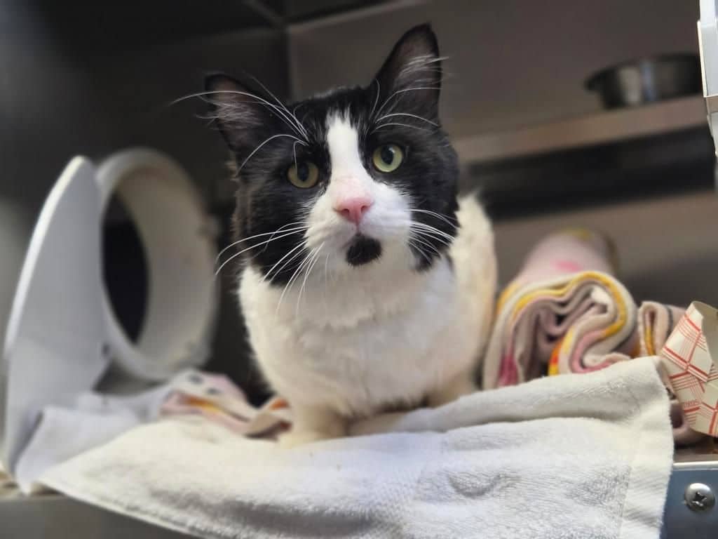 Sundae - Domestic Short Hair cat available for adoption at Edmonton Humane Society in Edmonton (1 of 3)