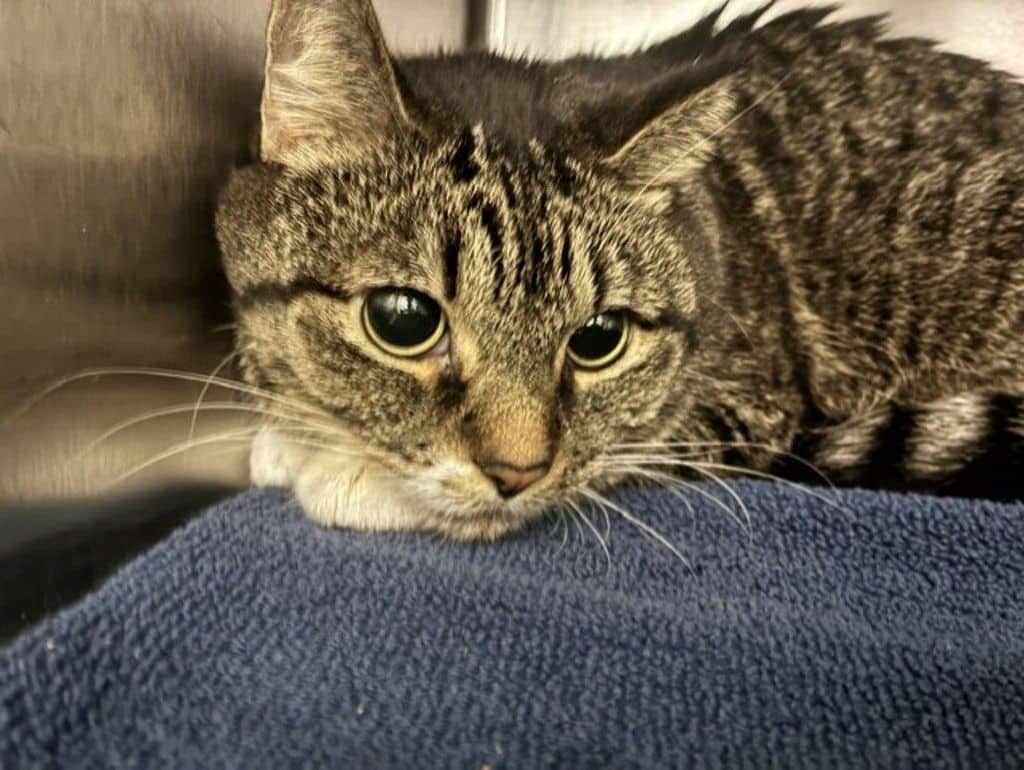 Mittens - Domestic Short Hair cat available for adoption at Edmonton Humane Society in Edmonton