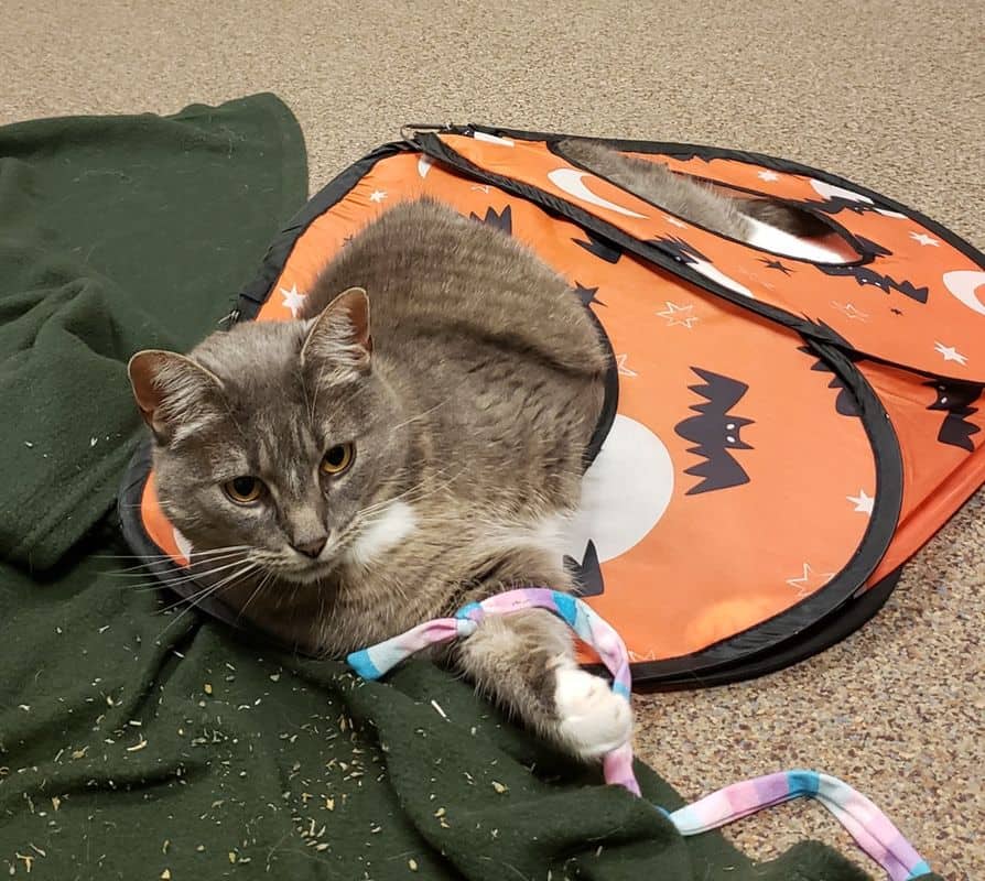 Magic - Domestic Short Hair cat available for adoption at Edmonton Humane Society in Edmonton (1 of 5)