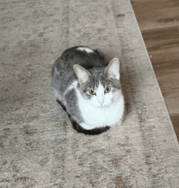 Cattitude: Chichi - Domestic Short Hair cat available for adoption in Alberta