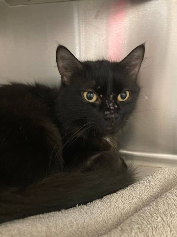 Muffin - Domestic Short Hair cat available for adoption in Alberta