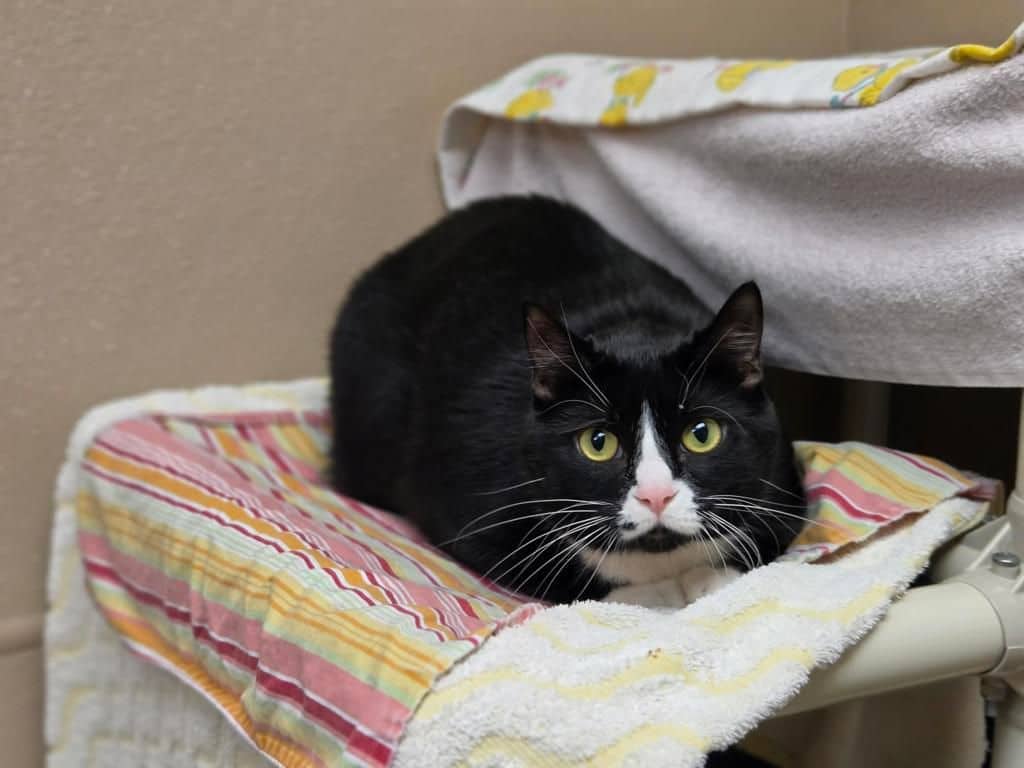 Sonya - Domestic Short Hair available for adoption