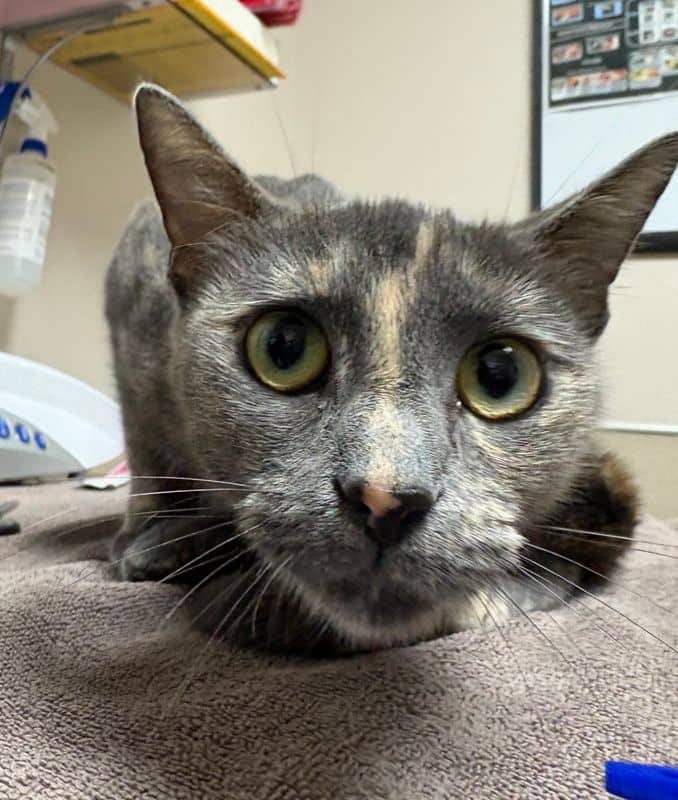 Banff - Domestic Short Hair cat available for adoption at Edmonton Humane Society in Edmonton