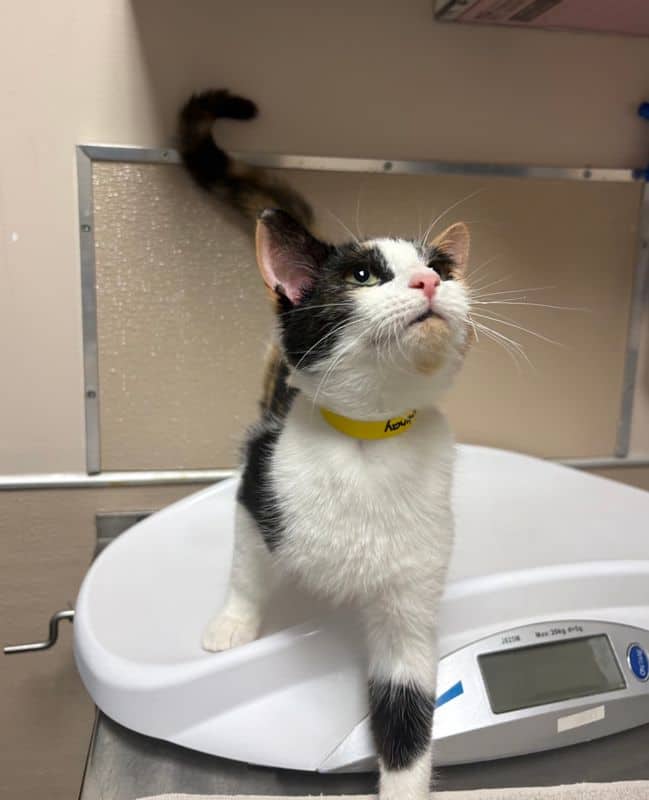 Kootenay - Domestic Short Hair available for adoption