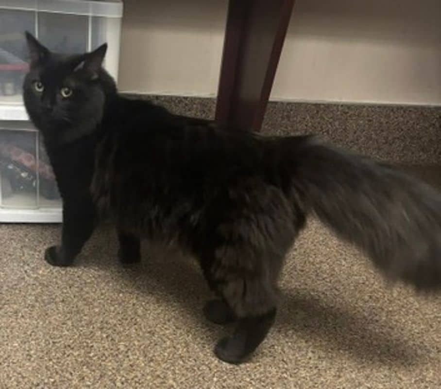 Tiptoe - Domestic Medium Hair cat available for adoption at Edmonton Humane Society in Edmonton