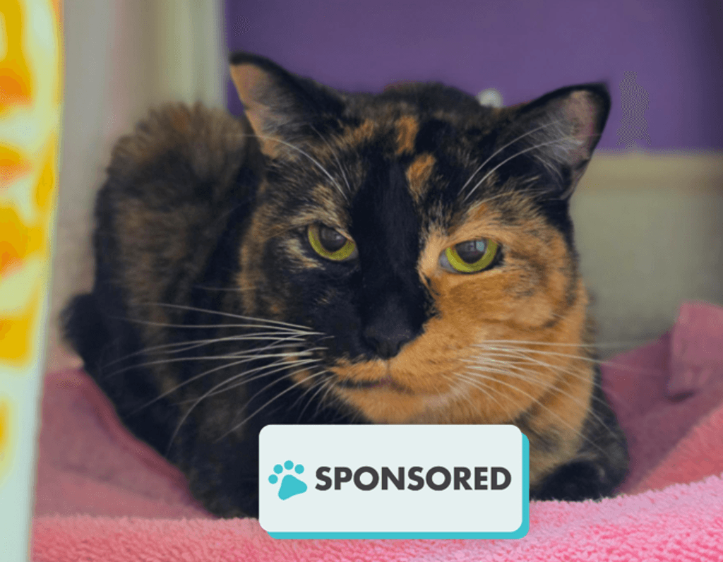 Matinee - Domestic Short Hair available for adoption