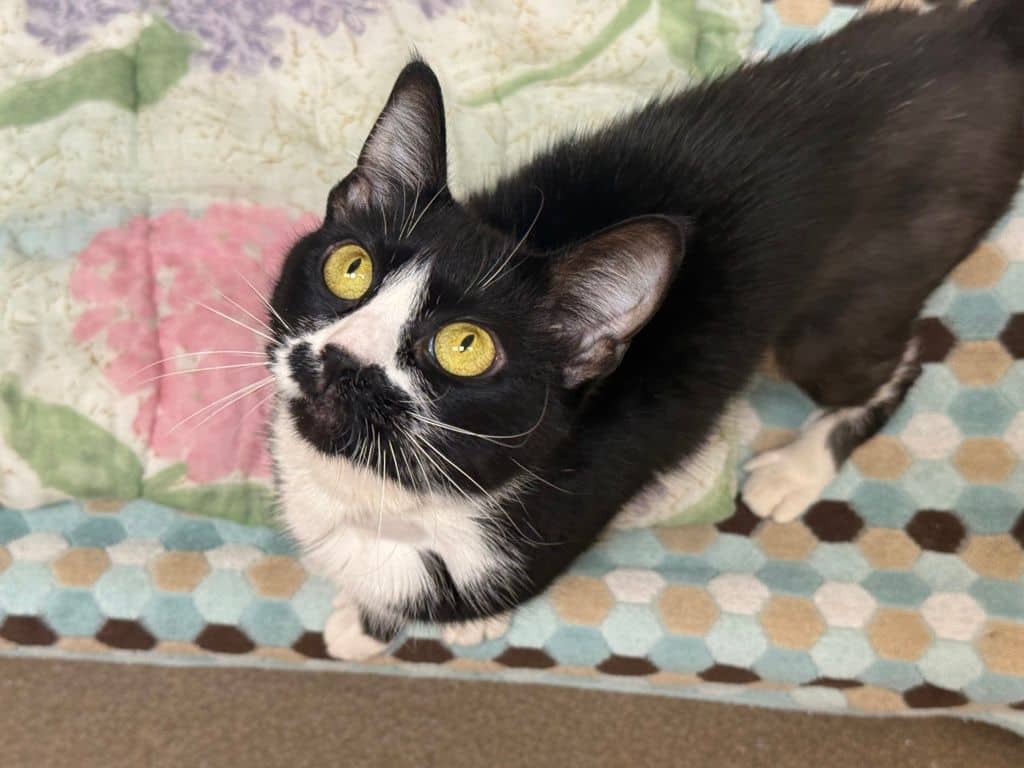 Cattitude: Munna - Domestic Short Hair cat available for adoption at Edmonton Humane Society in Edmonton (1 of 7)